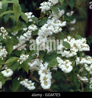 Deutzia scabra - `Candidissima'   TRS028970 Stock Photo